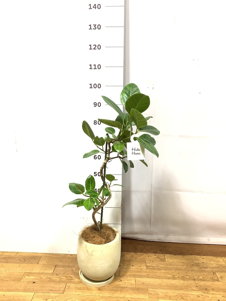 フィカス アルテシーマ 6号 | 観葉植物 | インテリアやギフトに