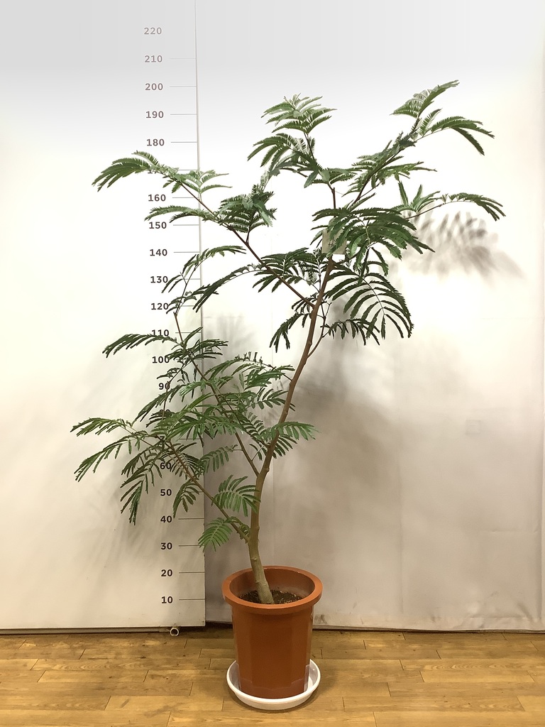 観葉植物 エバーフレッシュ 10号 ボサ造り セドナロング 墨 付き