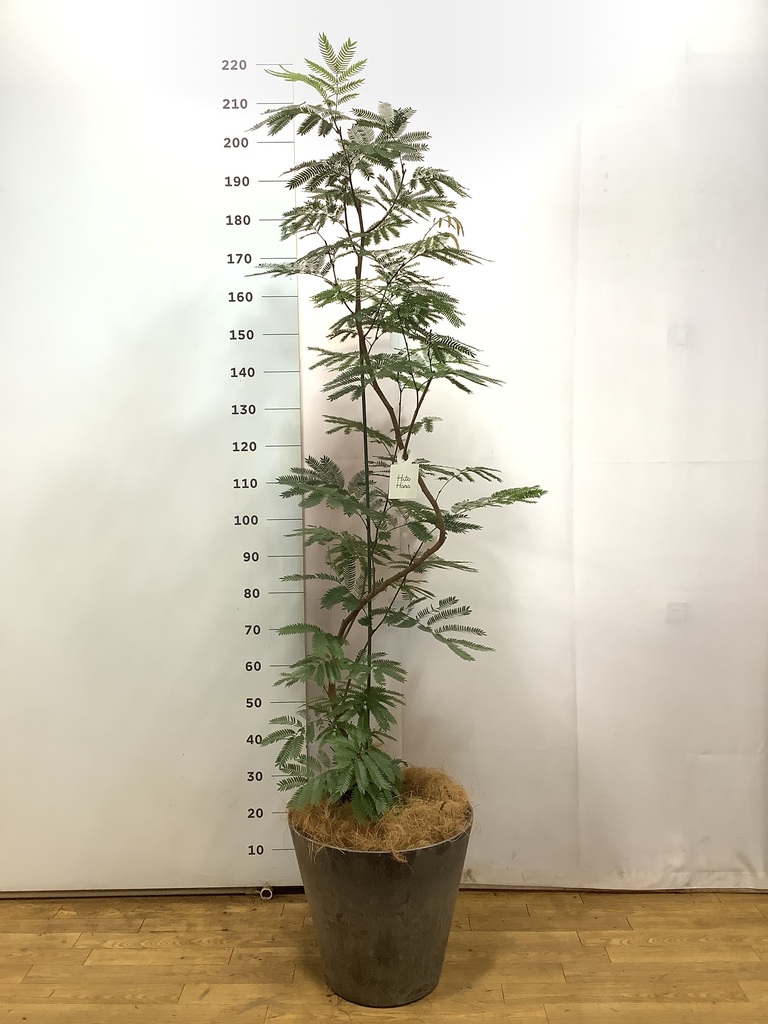 観葉植物 エバーフレッシュ 10号 曲り アートストーン ラウンド グレー 
