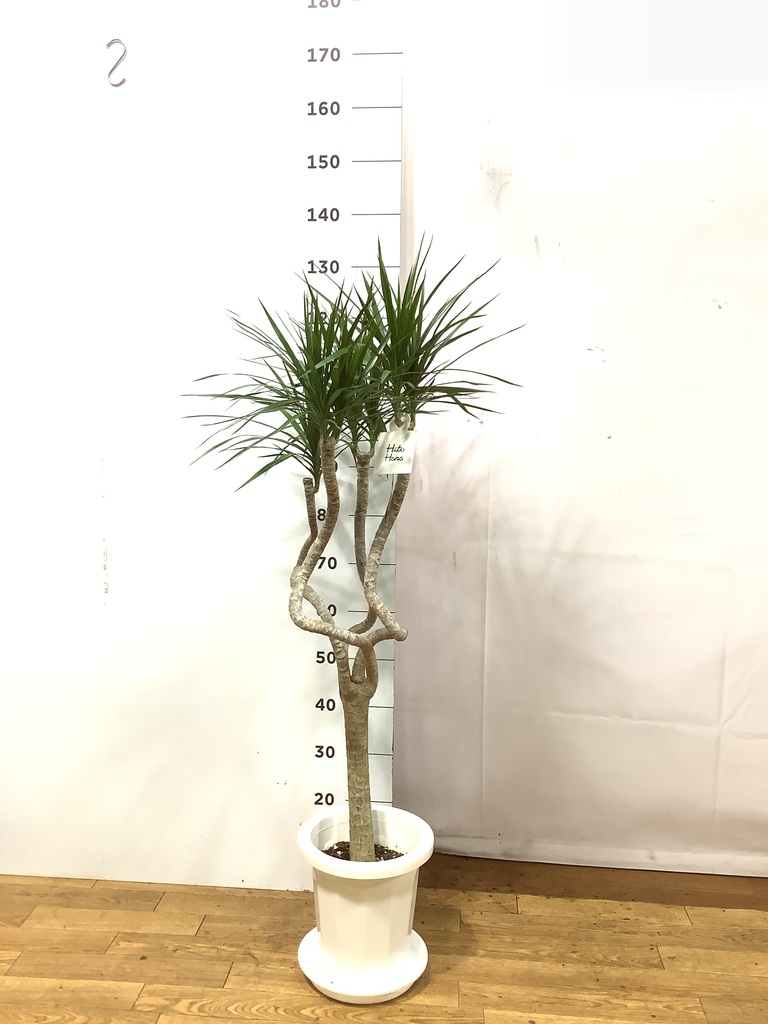 人気❗️ドラセナ ナビー 龍 曲がり　お祝い　 プレゼント　観葉植物　コンシンネ 人気❗️ドラセナ ナビー 龍 曲がり お祝い プレゼント 観葉植物