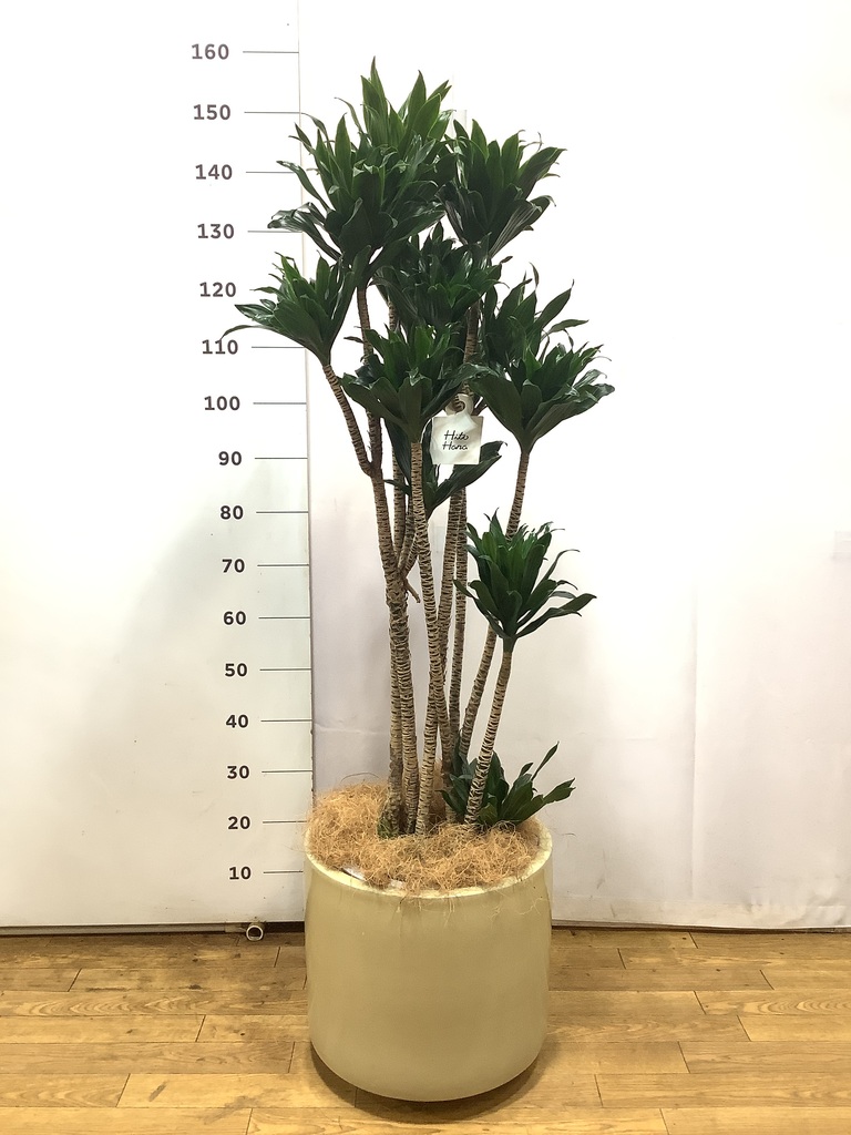 観葉植物 ドラセナ コンパクター 10号 プラスチック鉢 | 観葉植物なら