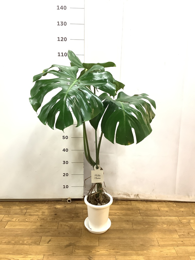 観葉植物 モンステラ 6号 根あがり プラスチック鉢 | 観葉植物なら