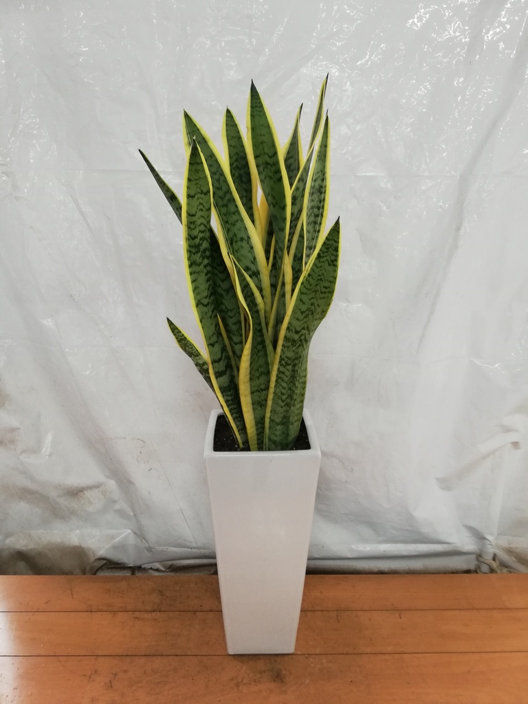 サンスベリア 7号 | 観葉植物 | インテリアやギフトに - Hitohana