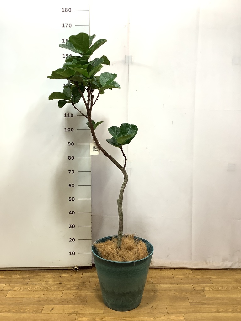 カシワバゴムの木 バンビーノ 8号 | 観葉植物通販HitoHana(ひとはな)