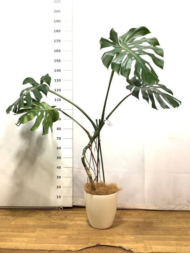 観葉植物 モンステラ 8号 根あがり プラスチック鉢 | 観葉植物なら