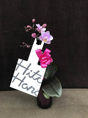 ミニ胡蝶蘭 ranto ライトピンク Sサイズ × レッド鉢 | 胡蝶蘭なら