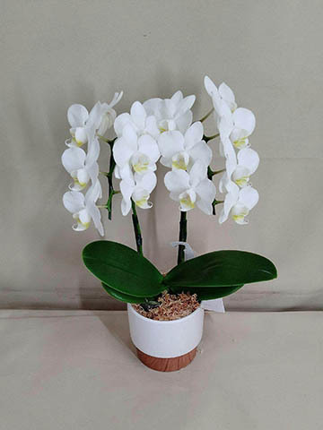 としちゃん専用 白い胡蝶蘭 赤い鉢 リボン付き 110センチ 造花 胡蝶蘭