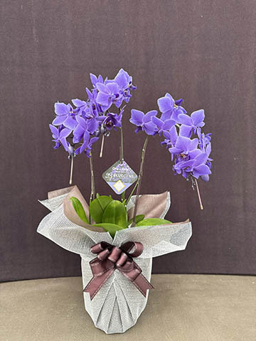 枝ぶり良いです。超希少❗️胡蝶蘭❤️ブルージーン　1本立 枝ぶり良いです。超希少❗️胡蝶蘭❤️ブルージーン 1本立 【公式通販】