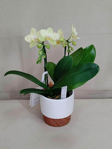 お供え】ミニ胡蝶蘭 ピンク 2本立ち 2WAYボックス | 胡蝶蘭なら