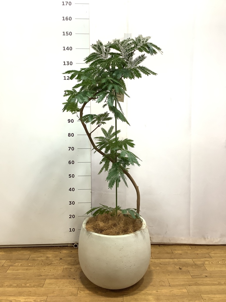 エバーフレッシュ 曲がり | 観葉植物通販 Hitohana（ひとはな）