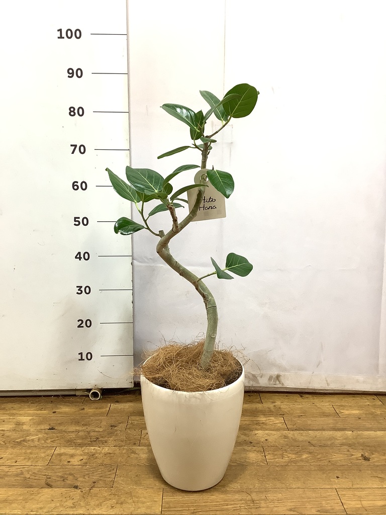 観葉植物 フィカス ベンガレンシス 6号 曲り ラスターポット 付き