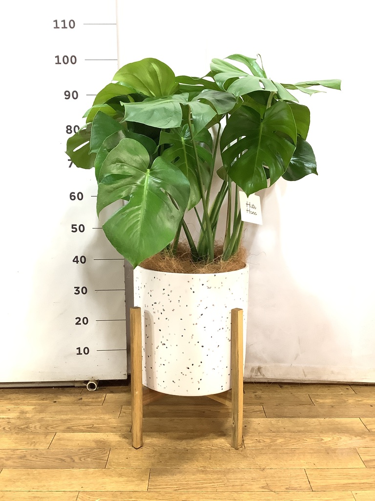 観葉植物 モンステラ 8号 ボサ造り アートストーン トールラウンド