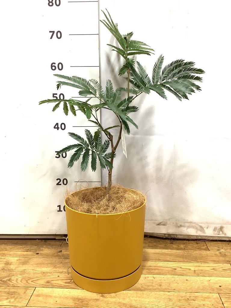 【直接取引のみ 東京都北区】エバーフレッシュ 観葉植物 約170cm プラ鉢のみ 観葉植物 エバーフレッシュ 5号 プラスチック鉢 | 観葉植物なら