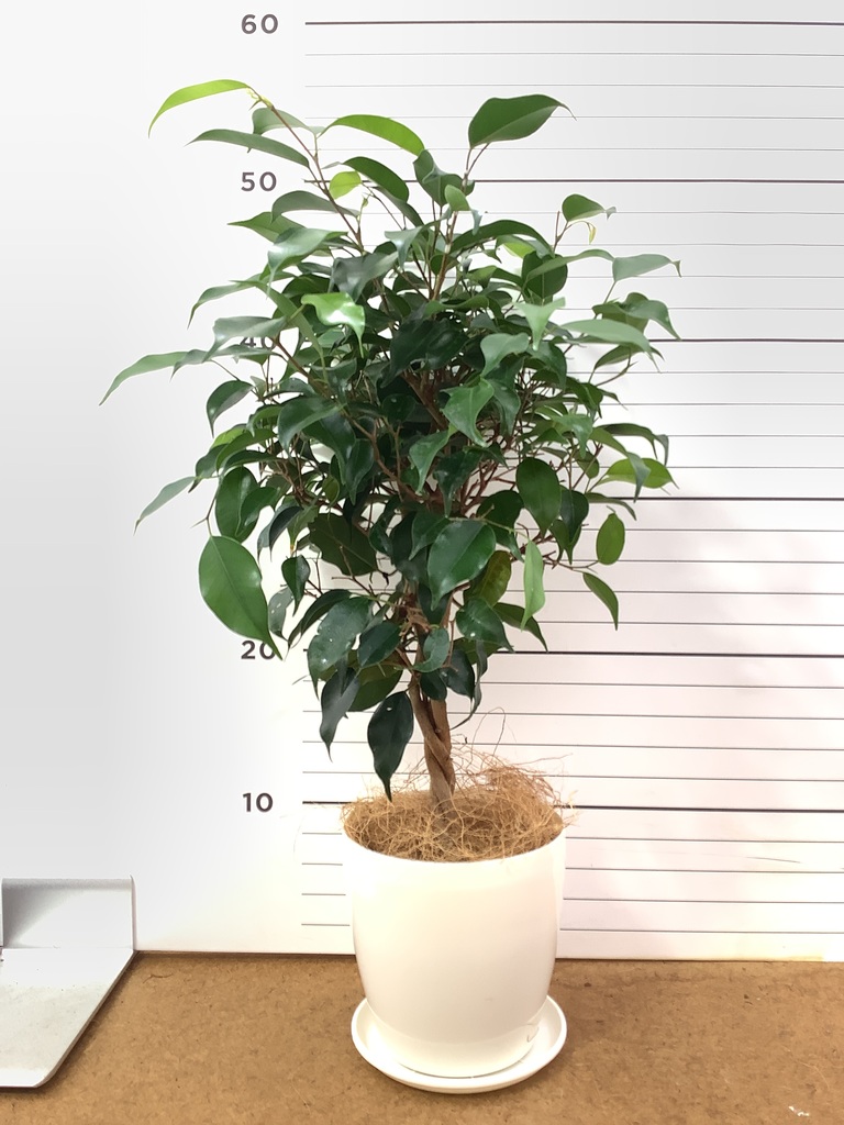観葉植物 フィカス ベンジャミン 4号 玉造り ルーツ 15 H グレー 付き