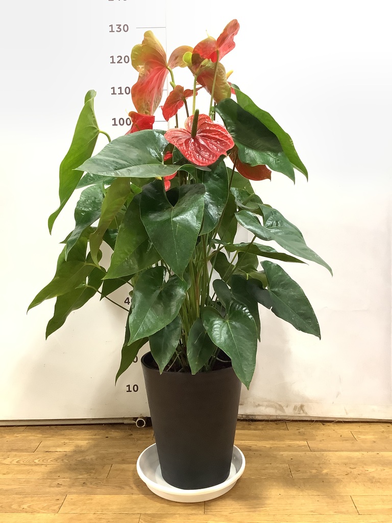 アンスリウム 10号 | 観葉植物通販HitoHana(ひとはな)