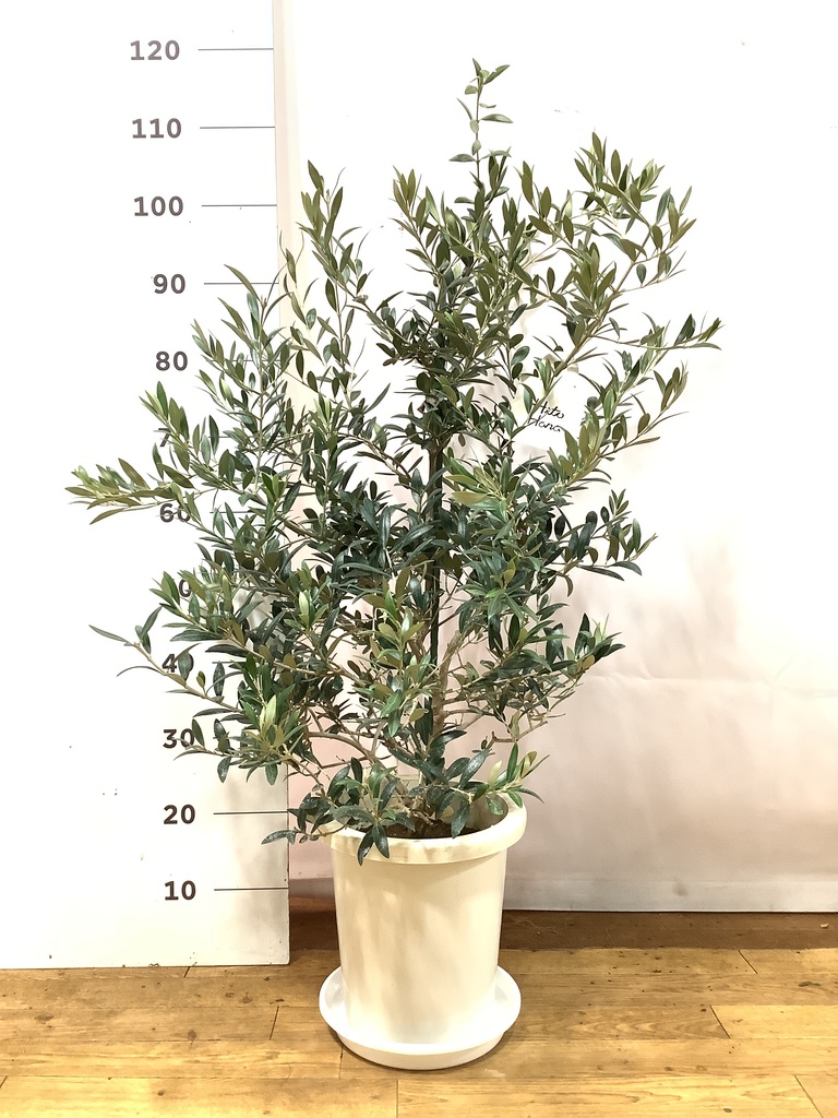 観葉植物 オリーブ 8号 アルベキーナ プラスチック鉢 | 観葉植物なら