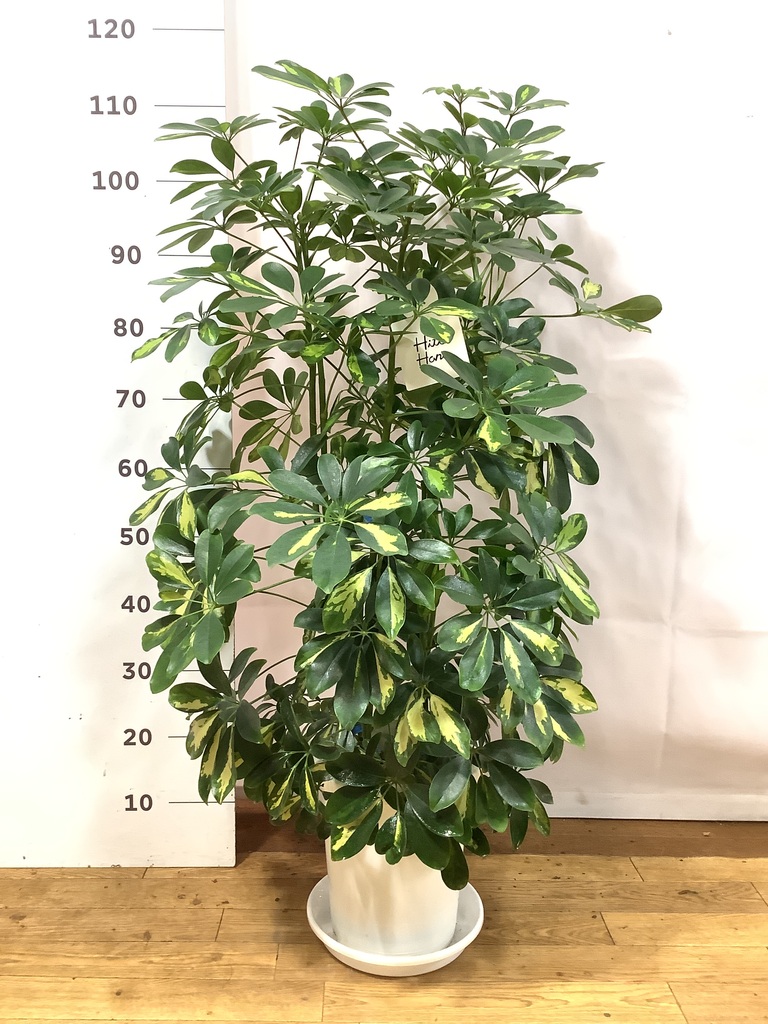 観葉植物 シェフレラ（カポック） 8号 斑入り プラスチック鉢 | 観葉