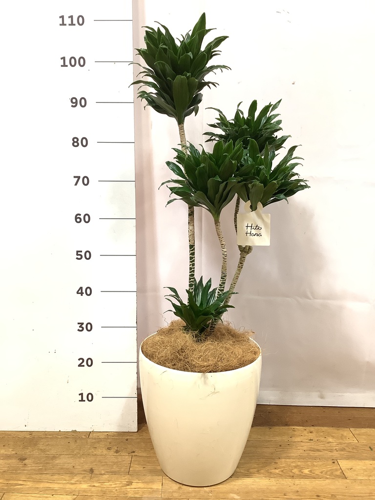 観葉植物 ドラセナ コンパクター 8号 ラスターポット 付き | 観葉植物