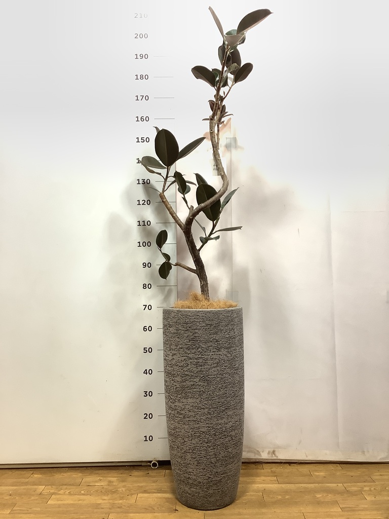 観葉植物 フィカス バーガンディ 8号 曲り エコストーントールタイプ