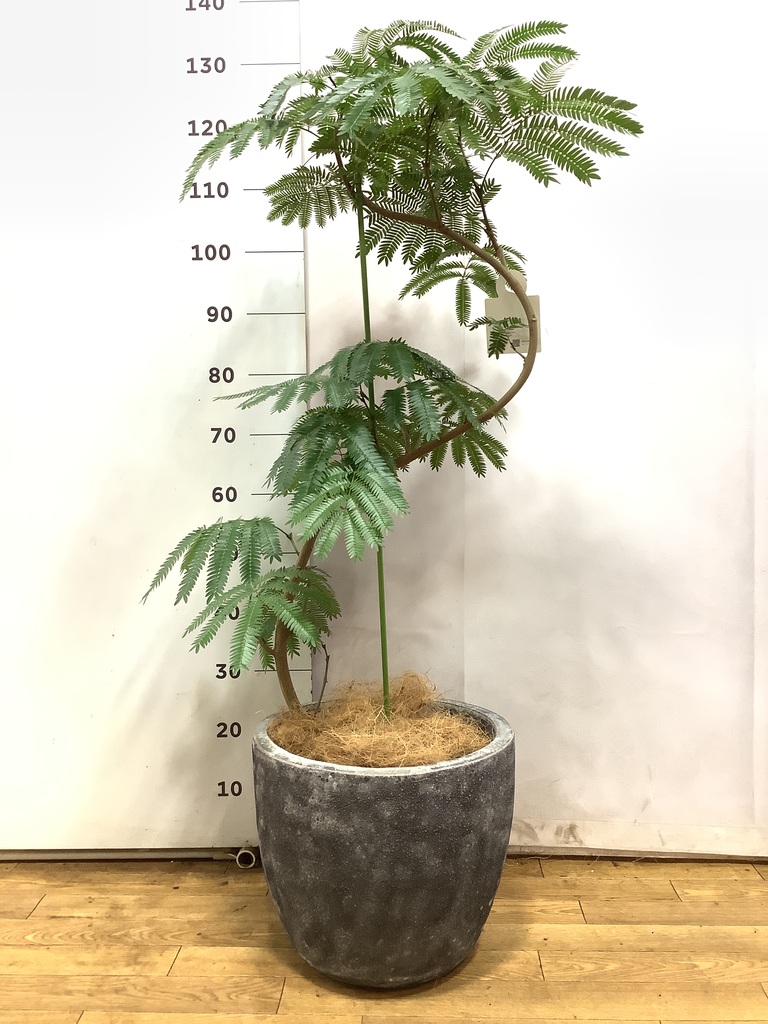 エバーフレッシュ 曲がり | 観葉植物通販 Hitohana（ひとはな）