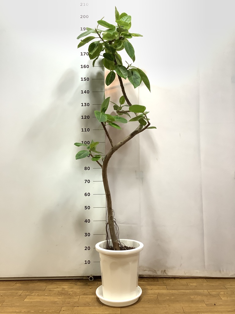 観葉植物 フィカス アルテシーマ 10号 曲り プラスチック鉢 | 観葉植物
