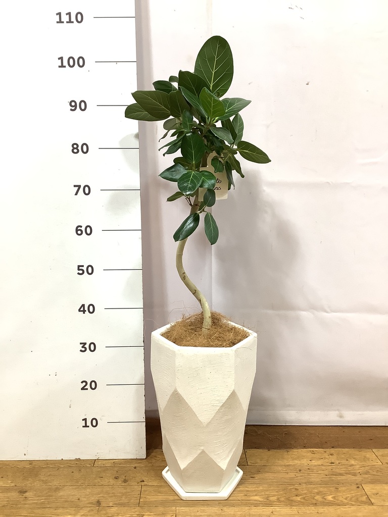 観葉植物 フィカス ベンガレンシス 6号 曲り Ceramic Pot (セラミック