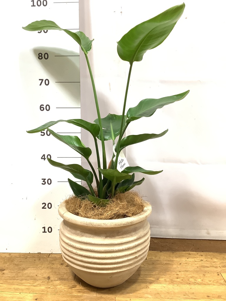 オーガスタ 1点もの（現品・現物） | 観葉植物通販HitoHana(ひとはな)