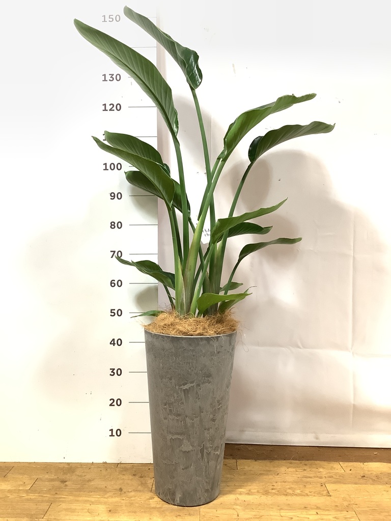 オーガスタ 1点もの（現品・現物） | 観葉植物通販HitoHana(ひとはな)