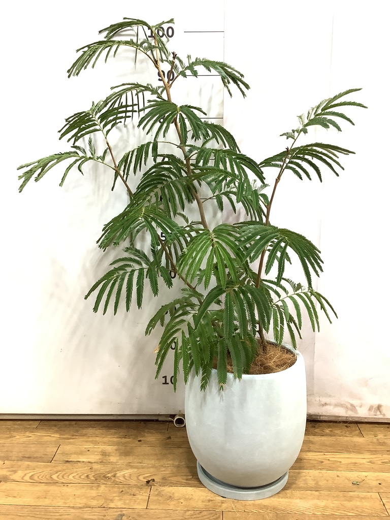 観葉植物 エバーフレッシュ 7号 ボサ造り リブラ モノ ブラウン 付き