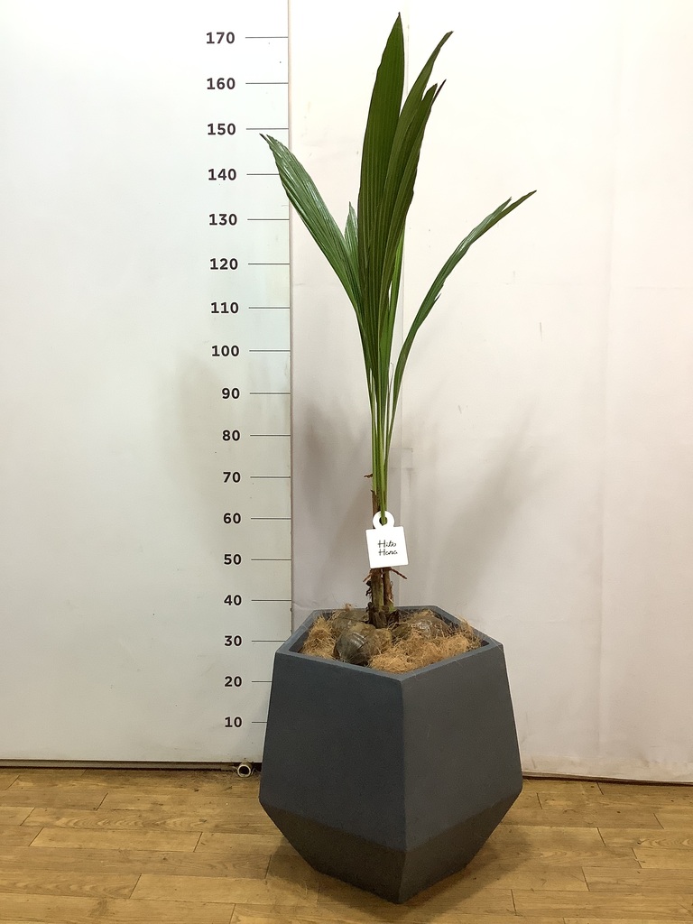 ココヤシ 1点もの（現品・現物） | 観葉植物 - HitoHana(ひとはな)