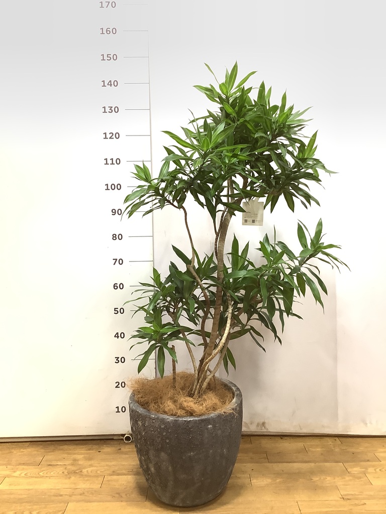 ドラセナ ソング オブ ジャマイカ 8号 | 観葉植物 | インテリアや