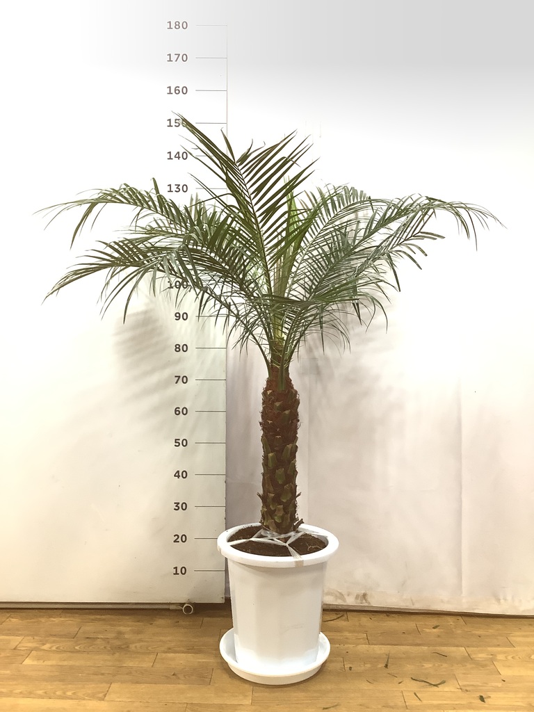 観葉植物 フェニックスロベレニー 10号 プラスチック鉢 | 観葉植物なら