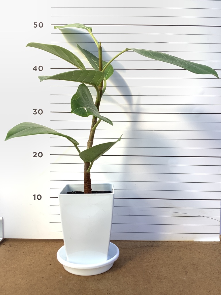 観葉植物 フィカス アルテシーマ 4号 ストレート プラスチック鉢