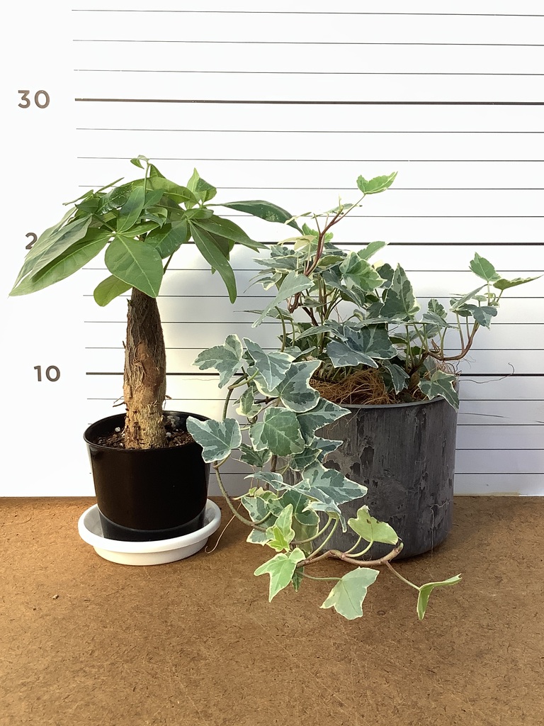 観葉植物 初心者にもおすすめお試し2点セット（パキラ 3号・アイビー