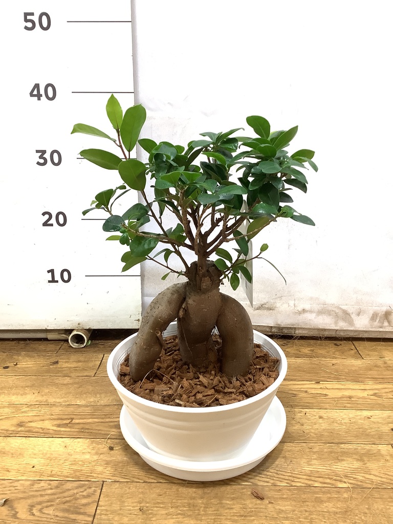 ガジュマル 7号 | 観葉植物通販HitoHana(ひとはな)