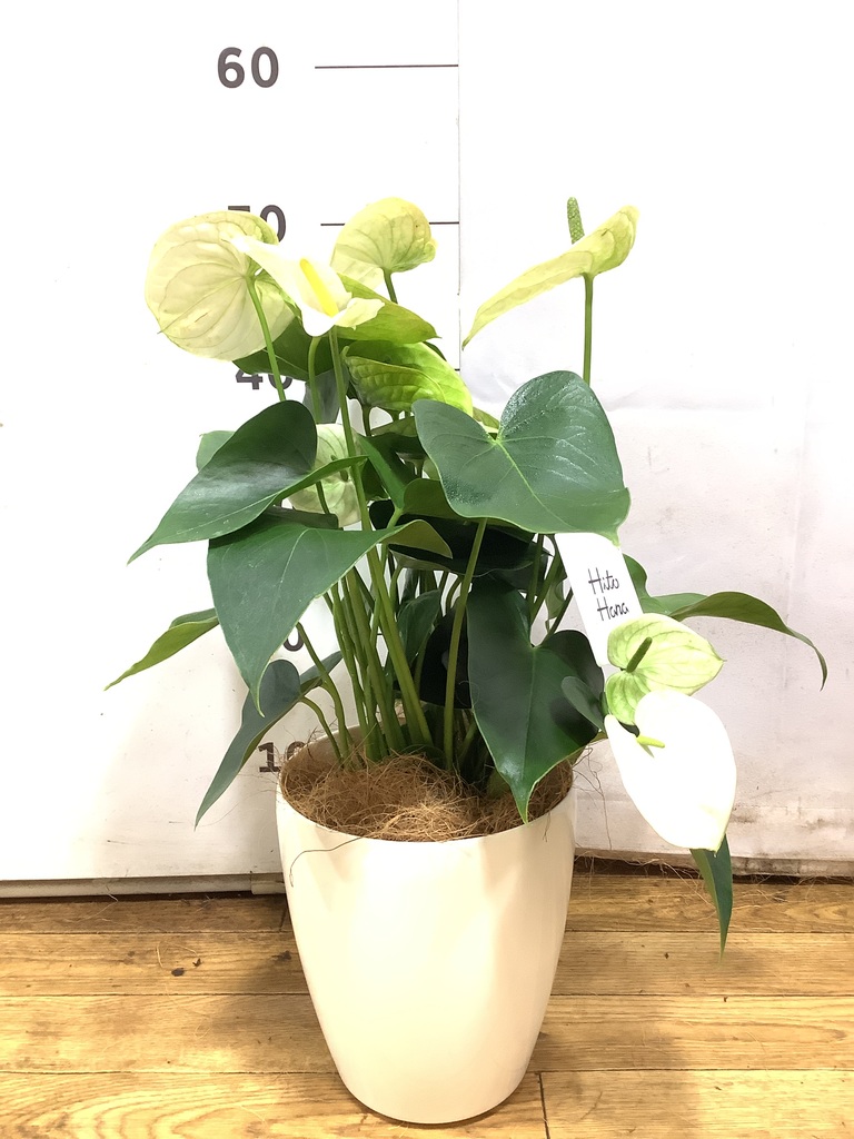 観葉植物 アンスリウム 5号 ホワイト インティ M 濃グレイ 付き | 観葉