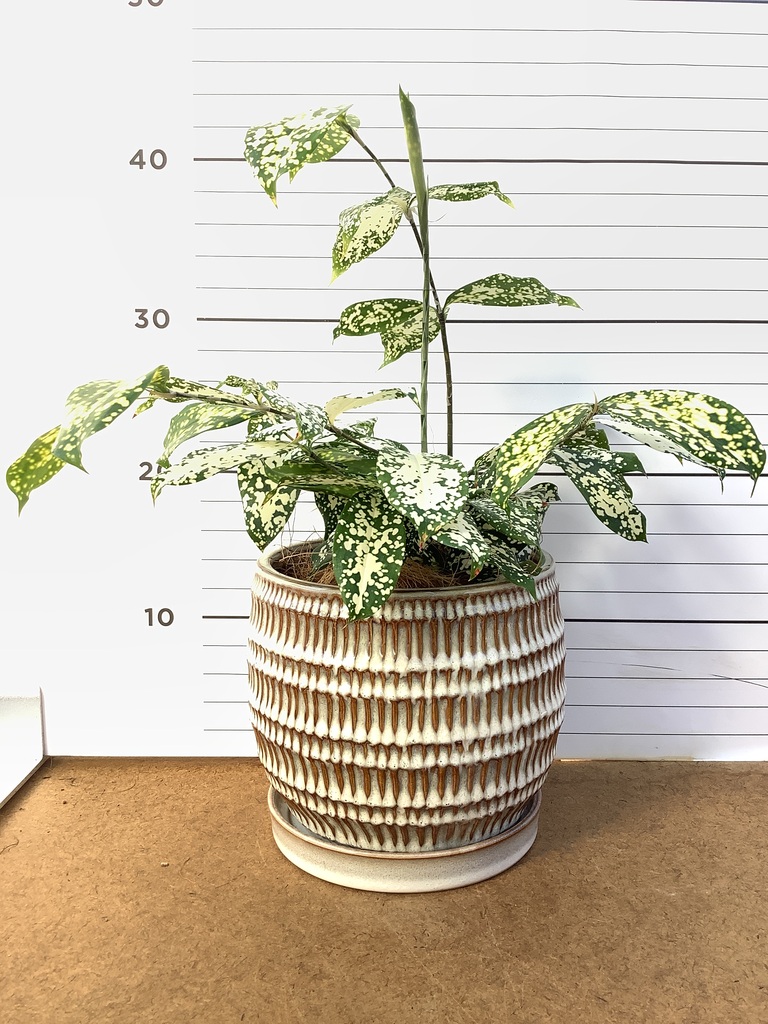 ドラセナ 4号 | 観葉植物の通販ならHitoHana（ひとはな）