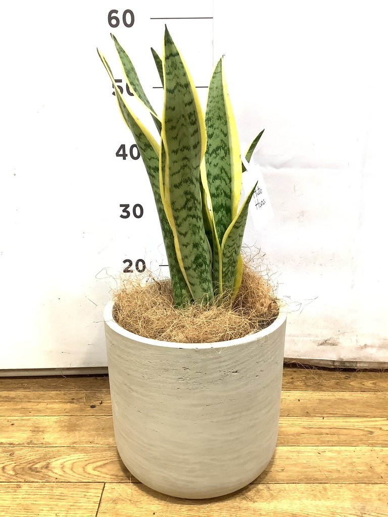 サンスベリア 5号 | 観葉植物通販HitoHana(ひとはな)