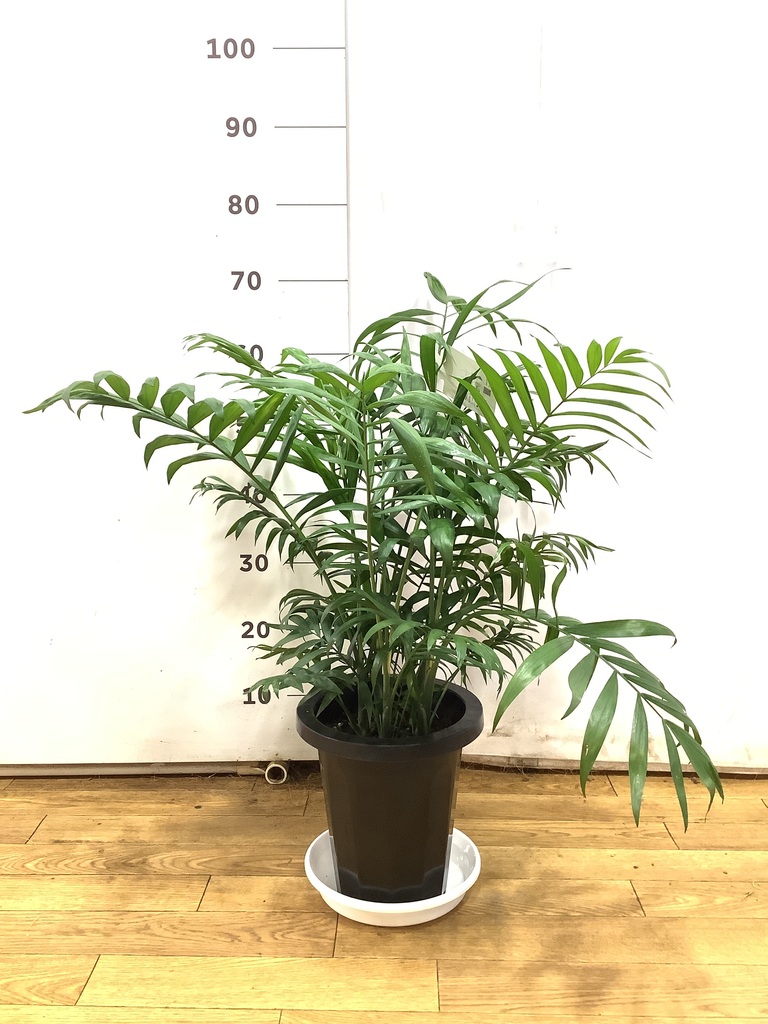観葉植物 テーブルヤシ 7号 プラスチック鉢 | 観葉植物ならHitoHana