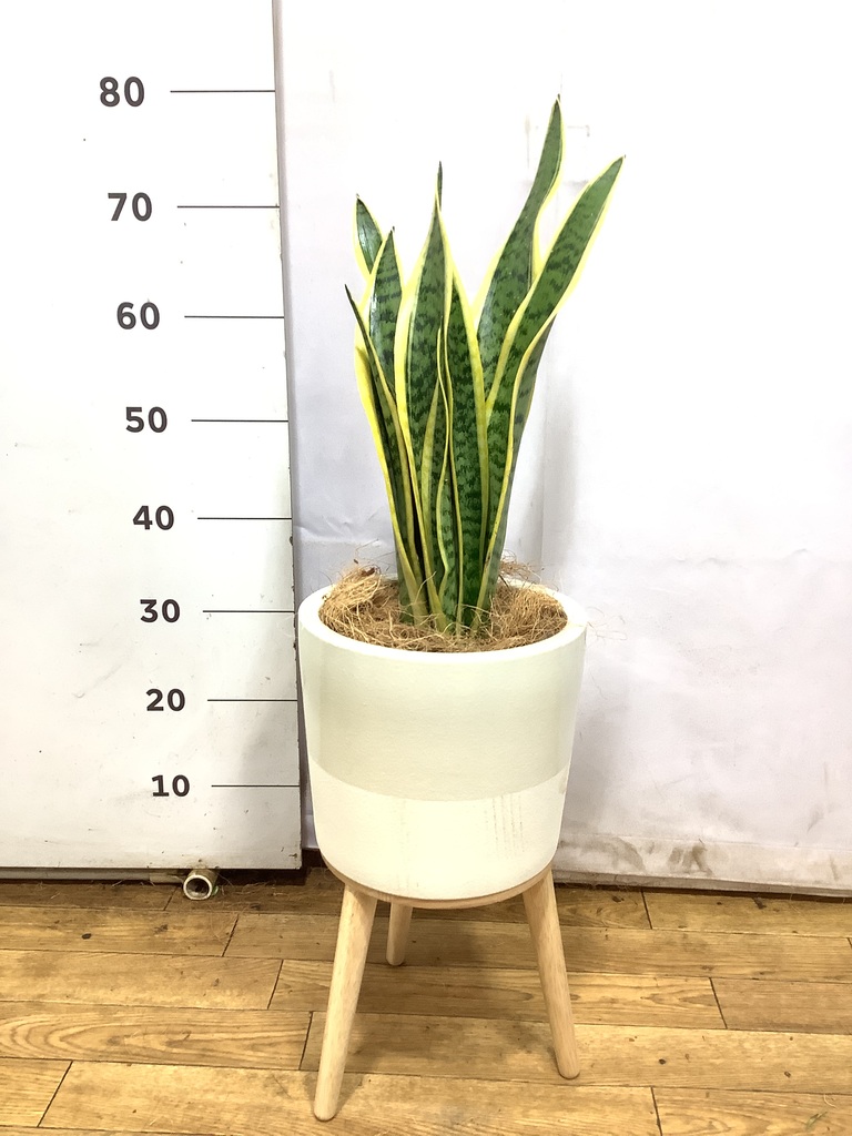 Harmonyサンスベリア5点 Harmonyサンスベリア5点 Harmonyサンスベリア5点 サンスベリア 5号