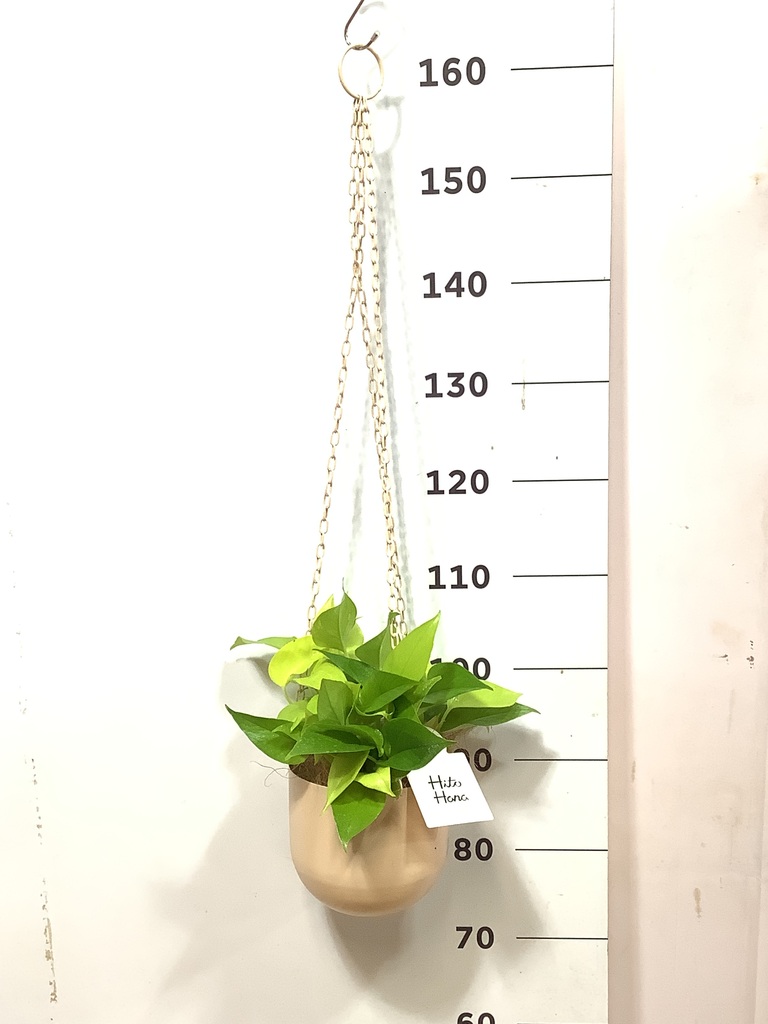 観葉植物 ポトス 4号 ライム プラスチック鉢 | 観葉植物ならHitoHana