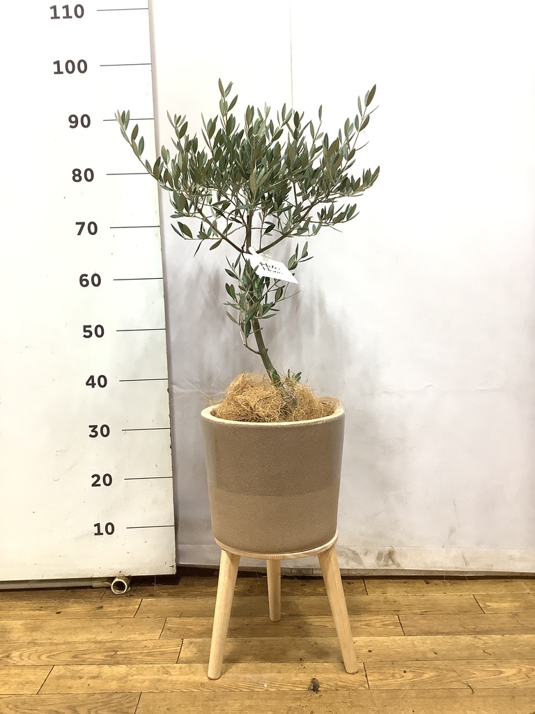 オリーブ　古木　創樹　5号鉢つき　② 観葉植物 オリーブの木 5号 創樹 プラスチック鉢 | 観葉植物なら