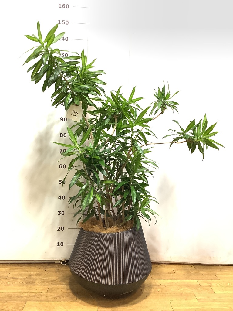ドラセナ ソング オブ ジャマイカ 8号 | 観葉植物 | インテリアや