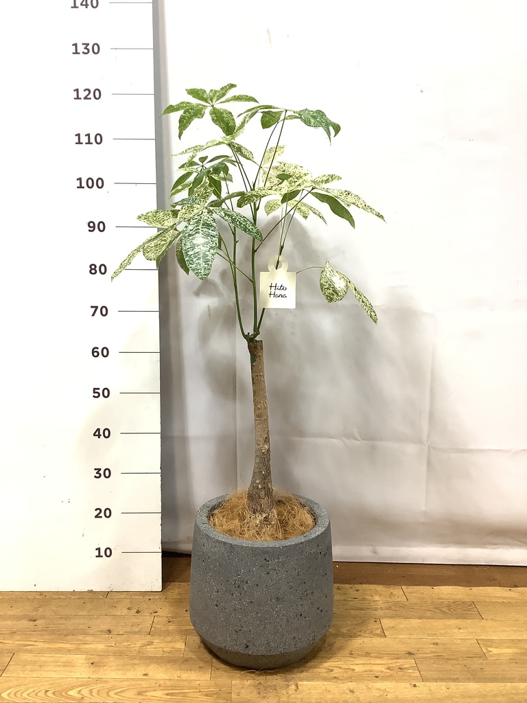 観葉植物 パキラ 7号 斑入り ビトロ ウーヌム コッパー釉 付き | 観葉