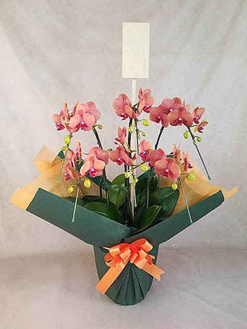 6本立ちの胡蝶蘭の通販 | HitoHana（ひとはな）