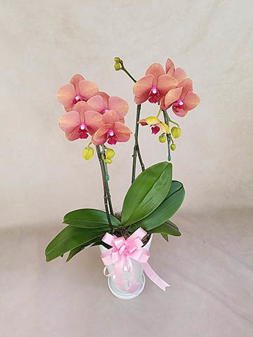 胡蝶蘭サーフソングの通販 | HitoHana（ひとはな）