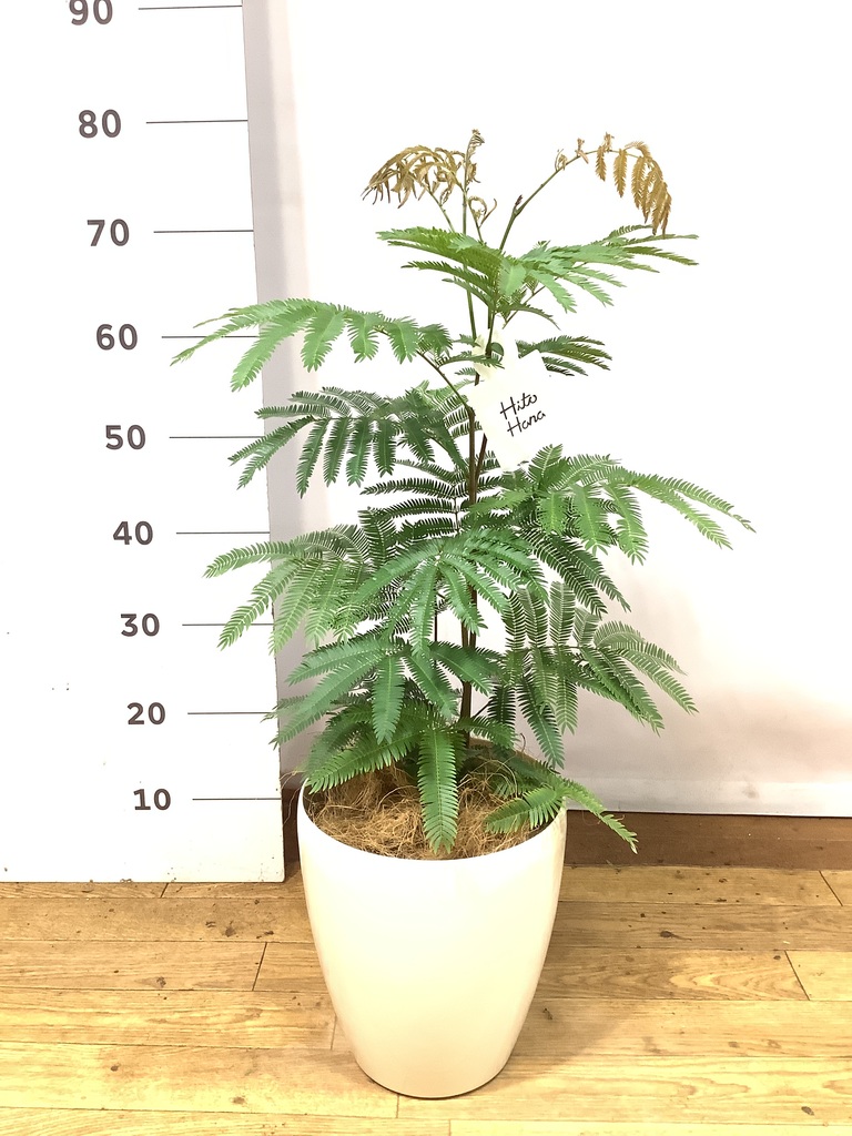 エバーフレッシュ 1点もの（現品・現物） | 観葉植物 | 送料無料でお