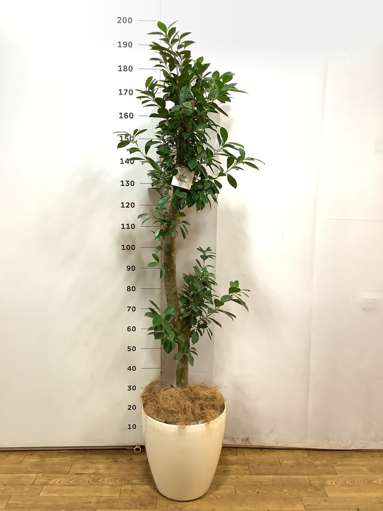 観葉植物 ガジュマル 10号 ベビーリーフ ラスターポット 付き | 観葉