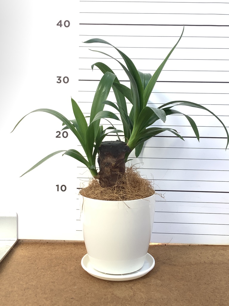 観葉植物 ユッカ 4号 ノーマル エッシ 16 R ブラウン 付き | 観葉植物