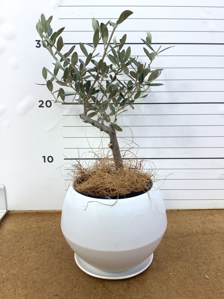 オリーブの木 1点もの（現品・現物） | 観葉植物通販HitoHana(ひとはな)